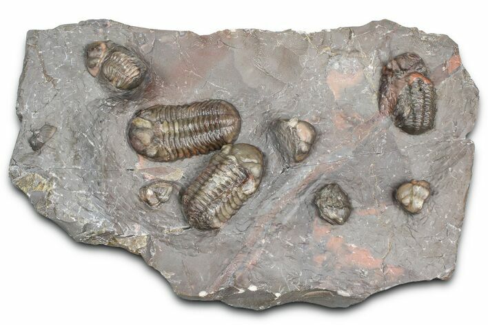 Cluster Of Colorful Austerops Trilobites - Jorf Morocco #362873